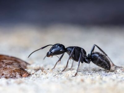 Signs You Have an Ant Problem