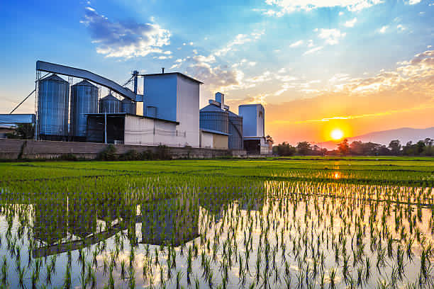 The Benefits of Using ERP Systems in the Rice Industry